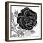 Black and White Bloom 1-Allen Kimberly-Framed Art Print
