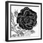 Black and White Bloom 1-Allen Kimberly-Framed Art Print