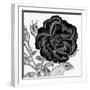 Black and White Bloom 1-Allen Kimberly-Framed Art Print