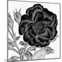 Black and White Bloom 1-Allen Kimberly-Mounted Art Print