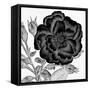 Black and White Bloom 1-Allen Kimberly-Framed Stretched Canvas