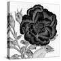 Black and White Bloom 1-Allen Kimberly-Stretched Canvas