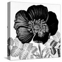 Black and White Bloom 2-Allen Kimberly-Stretched Canvas