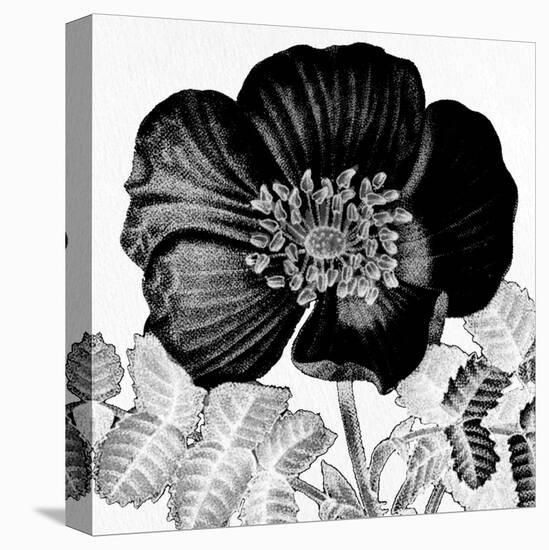 Black and White Bloom 2-Allen Kimberly-Stretched Canvas