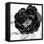 Black and White Bloom 3-Allen Kimberly-Framed Stretched Canvas