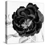 Black and White Bloom 3-Allen Kimberly-Stretched Canvas