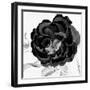 Black and White Bloom 3-Allen Kimberly-Framed Art Print