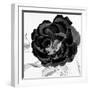 Black and White Bloom 3-Allen Kimberly-Framed Art Print