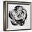 Black and White Bloom I-Sydney Edmunds-Framed Giclee Print