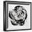 Black and White Bloom I-Sydney Edmunds-Framed Giclee Print