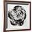 Black and White Bloom I-Sydney Edmunds-Framed Giclee Print