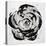 Black and White Bloom I-Sydney Edmunds-Stretched Canvas