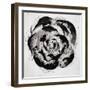 Black and White Bloom II-Sydney Edmunds-Framed Giclee Print