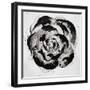 Black and White Bloom II-Sydney Edmunds-Framed Giclee Print