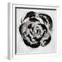 Black and White Bloom II-Sydney Edmunds-Framed Giclee Print