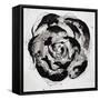 Black and White Bloom II-Sydney Edmunds-Framed Stretched Canvas