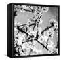 Black and White Blossoms I-Susan Bryant-Framed Stretched Canvas