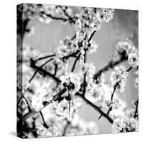 Black and White Blossoms I-Susan Bryant-Stretched Canvas