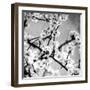 Black and White Blossoms I-Susan Bryant-Framed Photographic Print