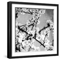 Black and White Blossoms I-Susan Bryant-Framed Photographic Print