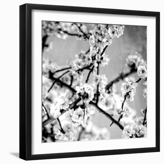 Black and White Blossoms I-Susan Bryant-Framed Photographic Print