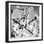 Black and White Blossoms I-Susan Bryant-Framed Photographic Print