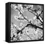 Black and White Blossoms II-Susan Bryant-Framed Stretched Canvas