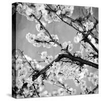 Black and White Blossoms II-Susan Bryant-Stretched Canvas