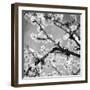 Black and White Blossoms II-Susan Bryant-Framed Premium Photographic Print