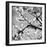 Black and White Blossoms II-Susan Bryant-Framed Premium Photographic Print