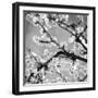 Black and White Blossoms II-Susan Bryant-Framed Premium Photographic Print