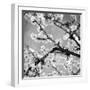 Black and White Blossoms II-Susan Bryant-Framed Premium Photographic Print