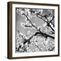 Black and White Blossoms II-Susan Bryant-Framed Photographic Print