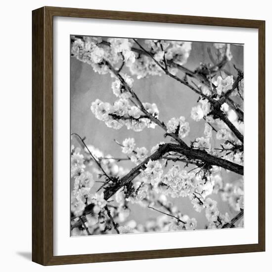 Black and White Blossoms II-Susan Bryant-Framed Photographic Print