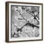 Black and White Blossoms II-Susan Bryant-Framed Photographic Print