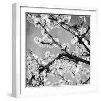 Black and White Blossoms II-Susan Bryant-Framed Photographic Print