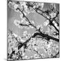 Black and White Blossoms II-Susan Bryant-Mounted Photographic Print