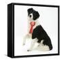 Black-And-White Border Collie Bitch Sitting, Wearing a First Prize Red Rosette-Mark Taylor-Framed Stretched Canvas