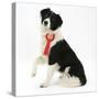 Black-And-White Border Collie Bitch Sitting, Wearing a First Prize Red Rosette-Mark Taylor-Stretched Canvas