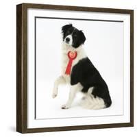 Black-And-White Border Collie Bitch Sitting, Wearing a First Prize Red Rosette-Mark Taylor-Framed Photographic Print