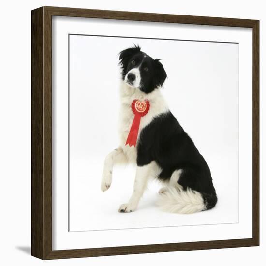 Black-And-White Border Collie Bitch Sitting, Wearing a First Prize Red Rosette-Mark Taylor-Framed Photographic Print