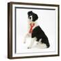 Black-And-White Border Collie Bitch Sitting, Wearing a First Prize Red Rosette-Mark Taylor-Framed Photographic Print