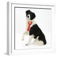 Black-And-White Border Collie Bitch Sitting, Wearing a First Prize Red Rosette-Mark Taylor-Framed Photographic Print