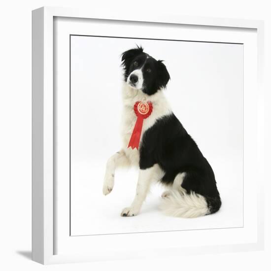 Black-And-White Border Collie Bitch Sitting, Wearing a First Prize Red Rosette-Mark Taylor-Framed Photographic Print