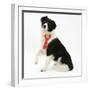 Black-And-White Border Collie Bitch Sitting, Wearing a First Prize Red Rosette-Mark Taylor-Framed Photographic Print