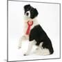 Black-And-White Border Collie Bitch Sitting, Wearing a First Prize Red Rosette-Mark Taylor-Mounted Photographic Print