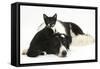 Black-And-White Border Collie Bitch, with Black-And-White Tuxedo Kitten, 10 Weeks Old-Mark Taylor-Framed Stretched Canvas