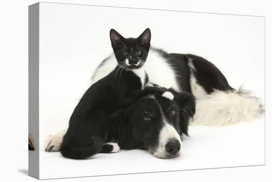 Black-And-White Border Collie Bitch, with Black-And-White Tuxedo Kitten, 10 Weeks Old-Mark Taylor-Stretched Canvas