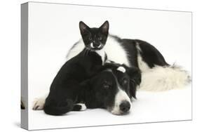Black-And-White Border Collie Bitch, with Black-And-White Tuxedo Kitten, 10 Weeks Old-Mark Taylor-Stretched Canvas