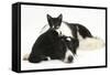 Black-And-White Border Collie Bitch, with Black-And-White Tuxedo Kitten, 10 Weeks Old-Mark Taylor-Framed Stretched Canvas